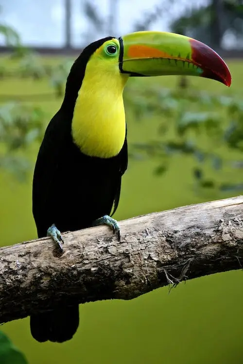 dream characters can be in the form of talking animals such as the toucan pictured