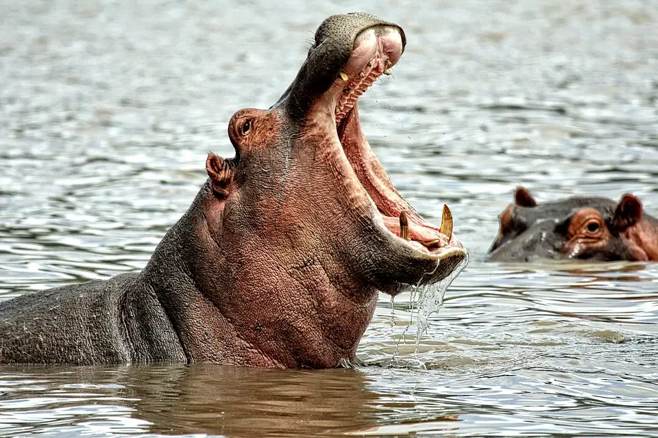 hippos can represent strength