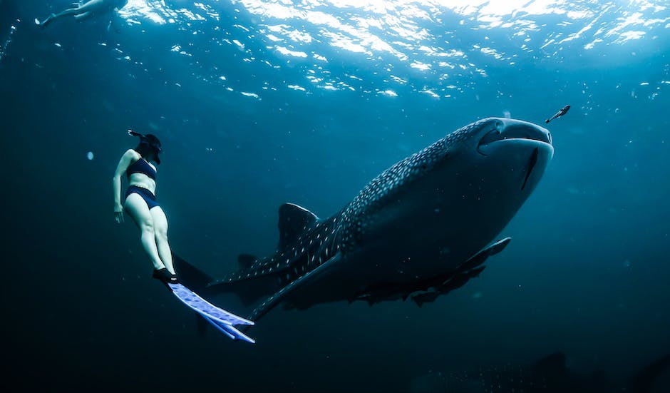 A person swimming with sharks in a dream, representing the need to face fears and intense emotions.