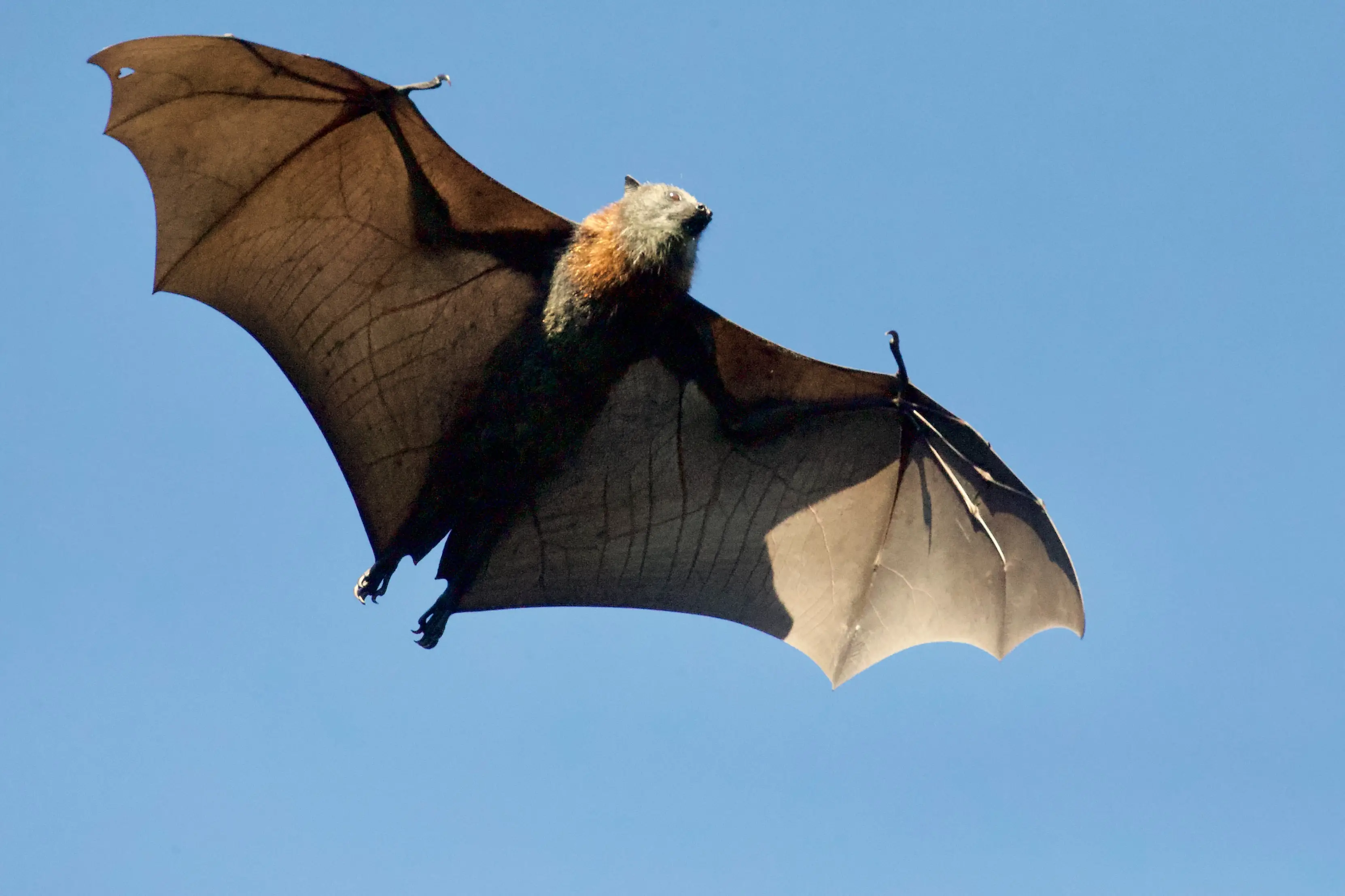 An image of a brown bat hanging from a tree branch to depict the importance of bat conservation and contributing to preserving the ecological balance.