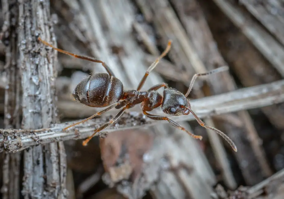 Image of a fire ant carrying a leaf and marching with other ants, symbolizing hard work and perseverance that is often associated with ants.