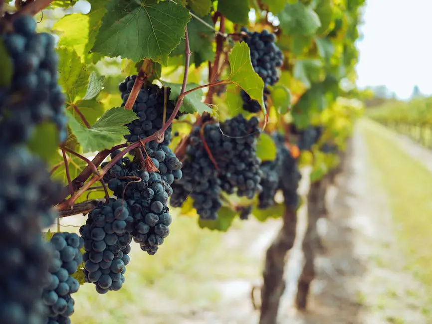 Image of a person stomping on grapes in a vineyard