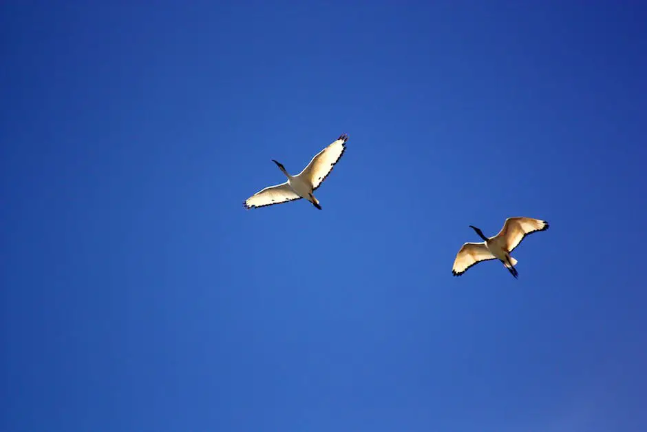 The image depicts a white feathered bird flying against a blue sky, symbolizing freedom and peace.