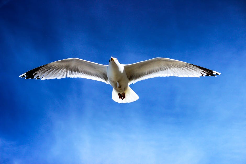 An image of a white bird flying through the sky against a blue background