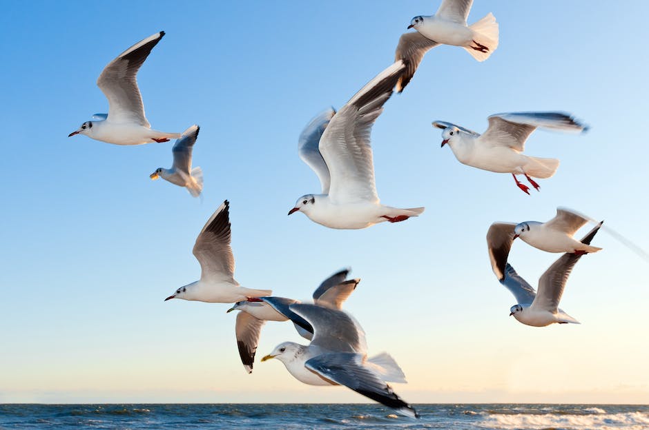 An image depicting white birds flying in the sky, symbolizing peace and purity.